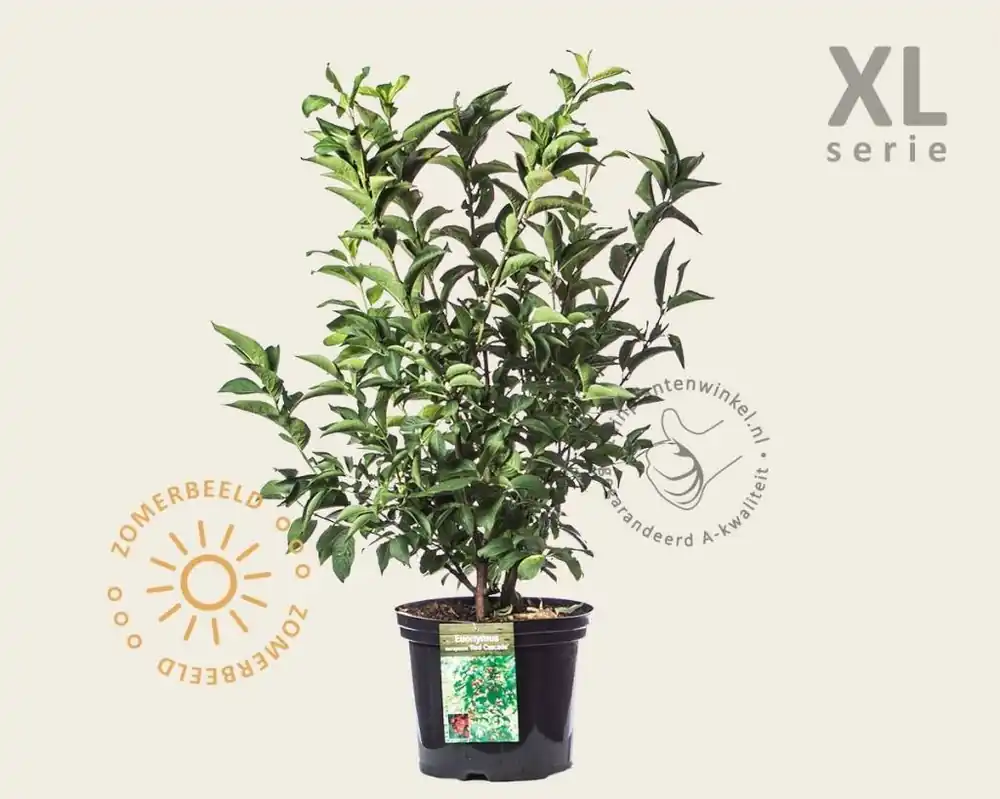 Hoog gewaardeerd - Euonymus europaeus ‘Red Cascade‘ - XL