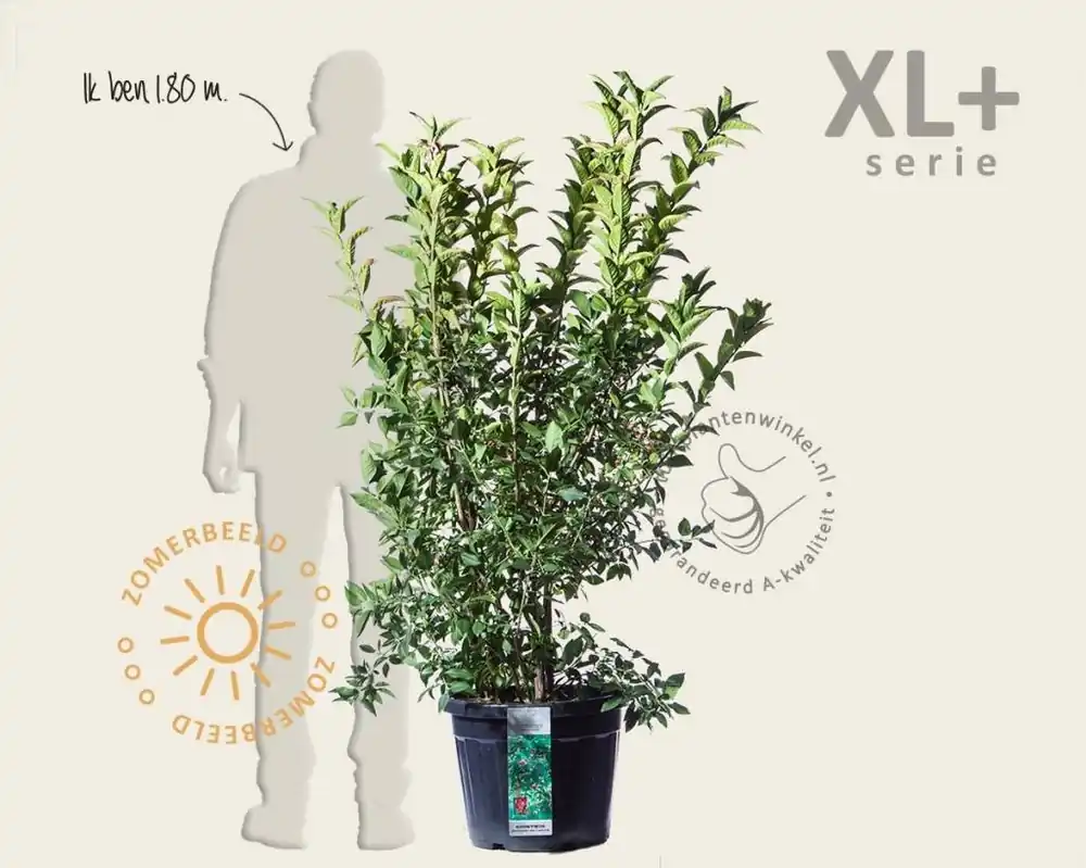 Euonymus europaeus ‘Red Cascade‘ - XL+ - Expreslevering