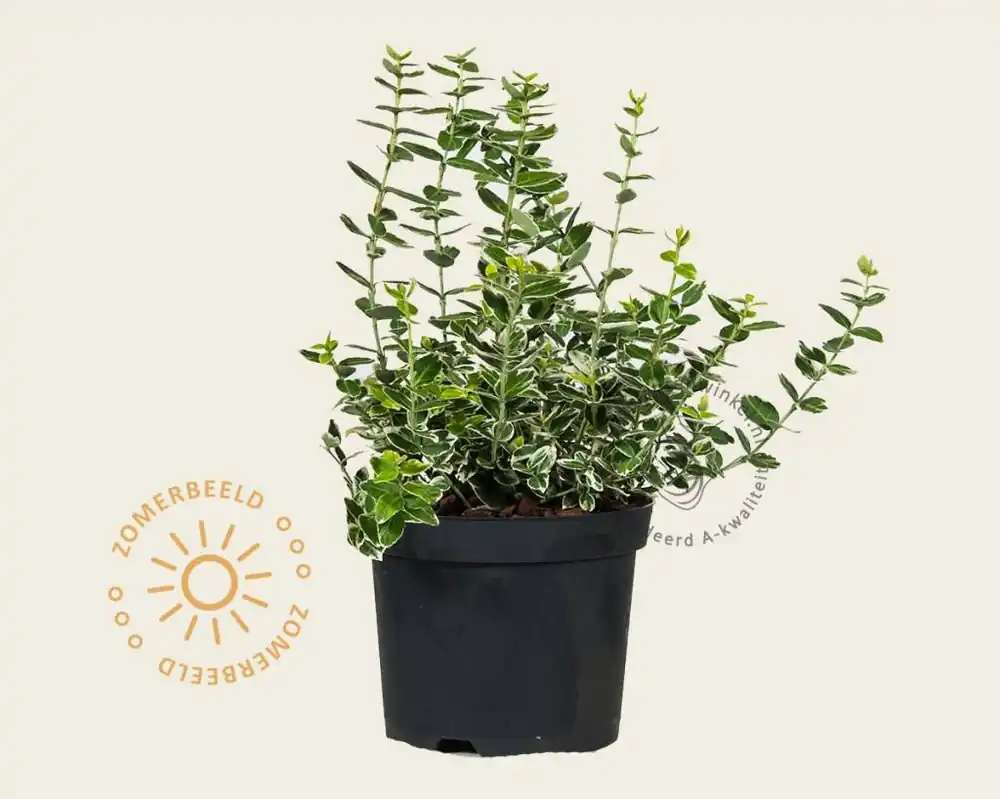 Snelle verzending - Euonymus fortunei ‘Emerald Gaiety‘