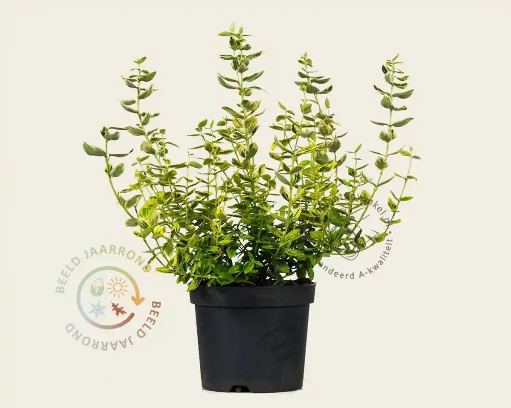 Euonymus fortunei ‘Emerald ‘n Gold‘ - Speciale aanbieding