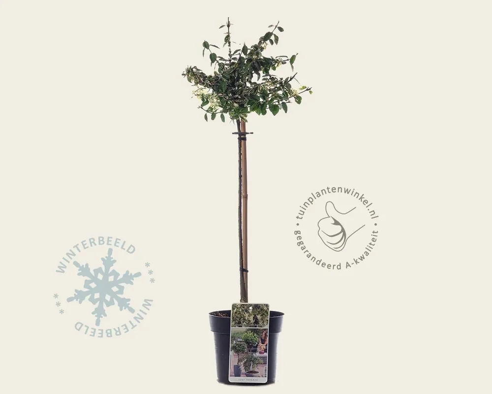 Euonymus fortunei ‘Harlequin‘ - 50 cm stam - Bijna uitverkocht
