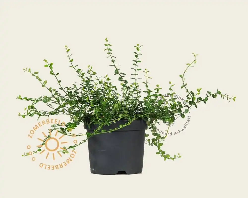 Op voorraad | Euonymus fortunei ‘Minimus‘