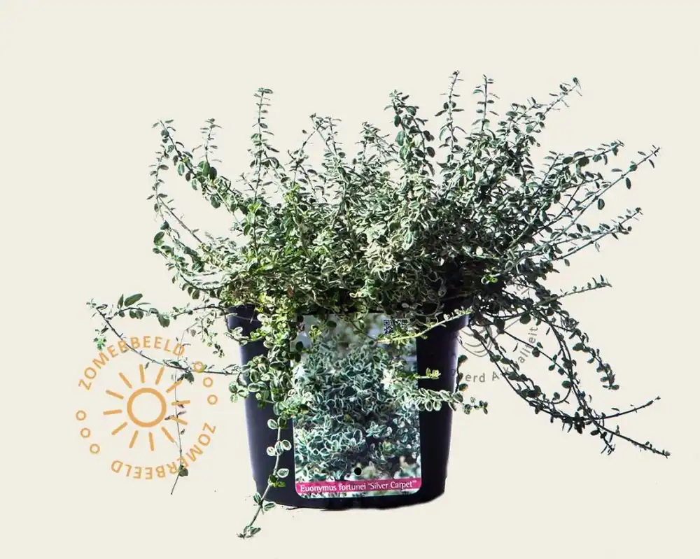 Euonymus fortunei ‘Silver Carpet‘ - Nieuw gelanceerd