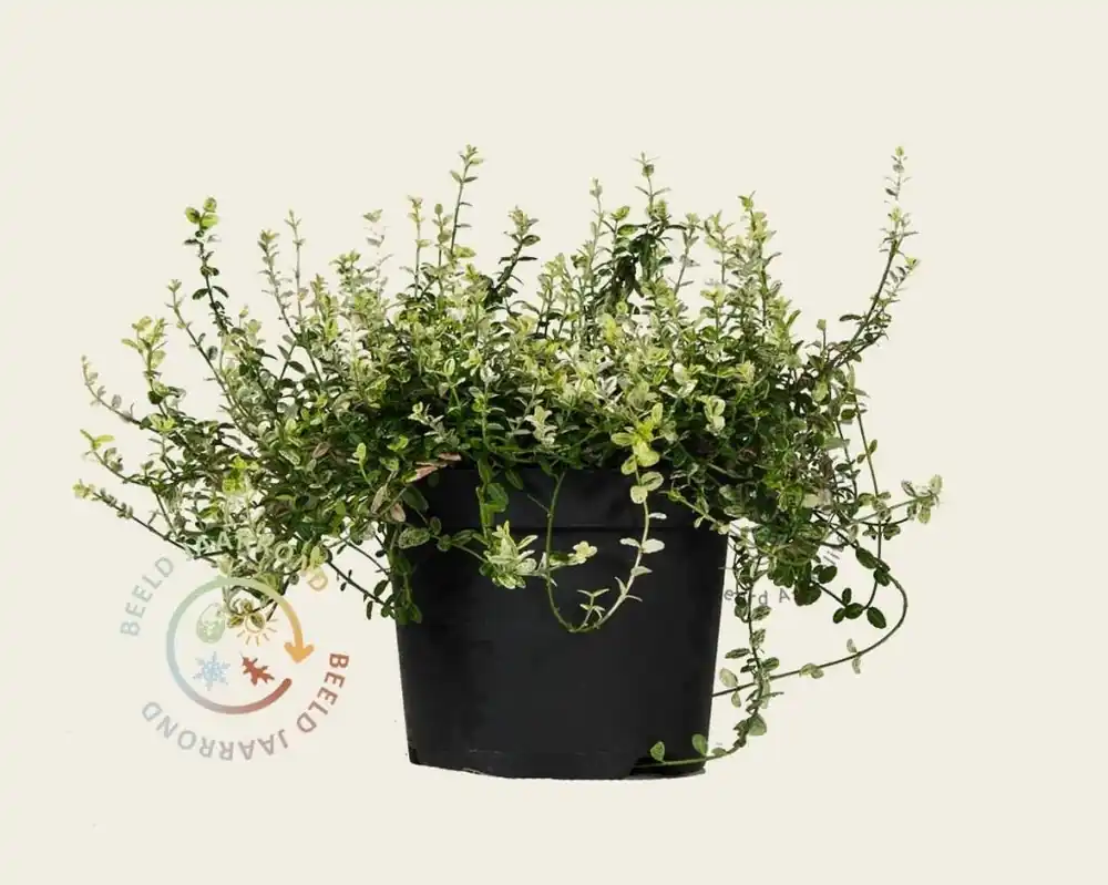 Euonymus fortunei ‘Silverstone‘ - Veilige betaling