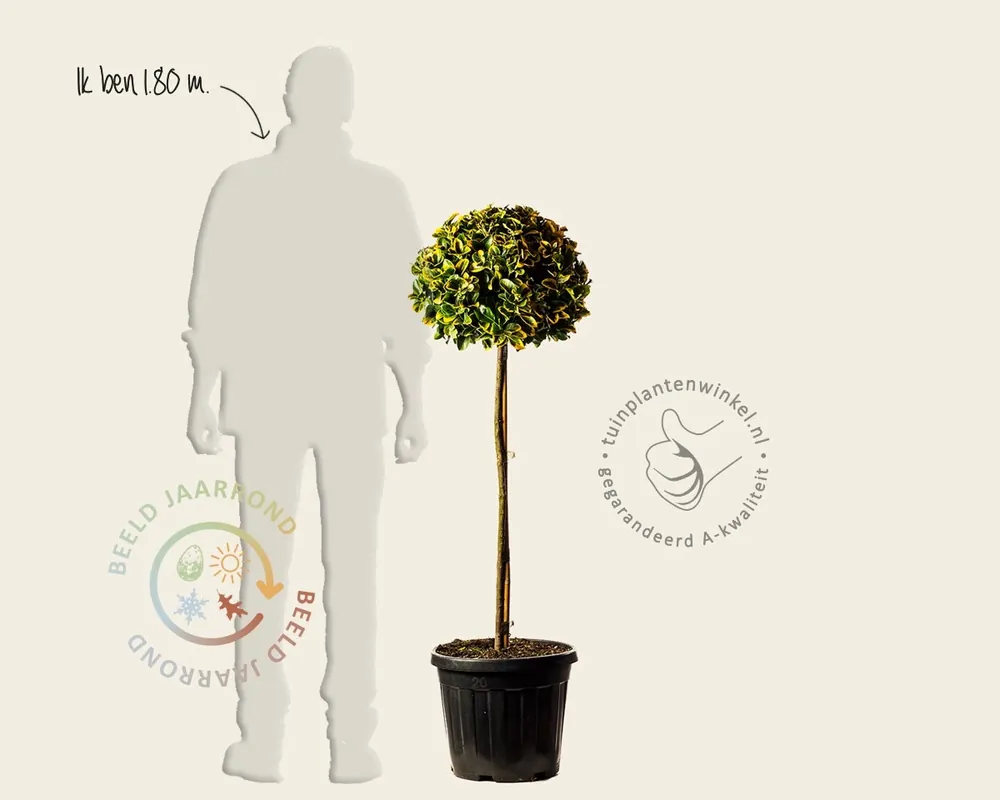 Superprijs | Euonymus japonicus ‘Aurea‘ - bol op stam