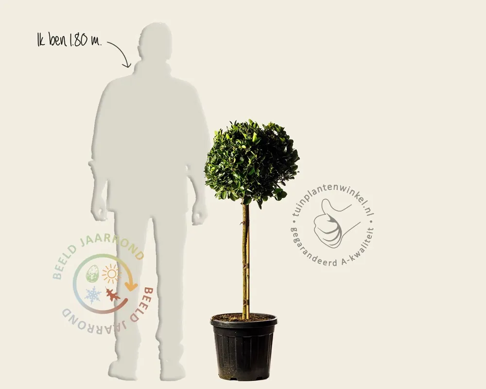 Outlet - Euonymus japonicus - bol op stam
