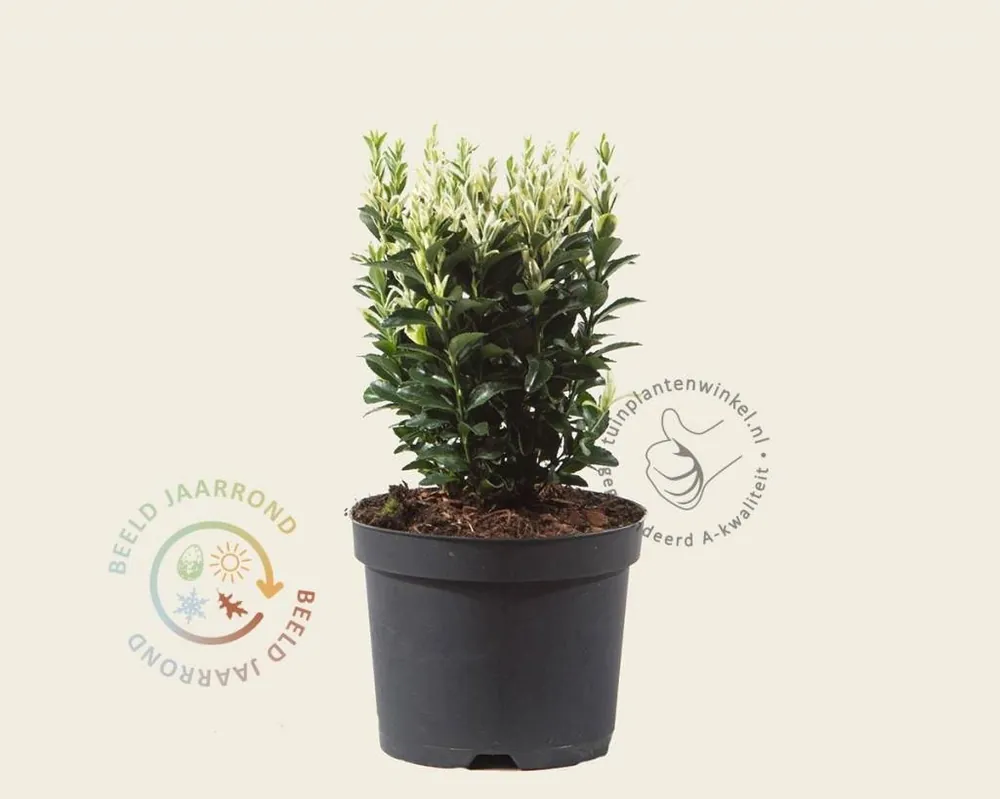 Rechtstreeks van de fabrikant | Euonymus japonicus ‘Francien‘