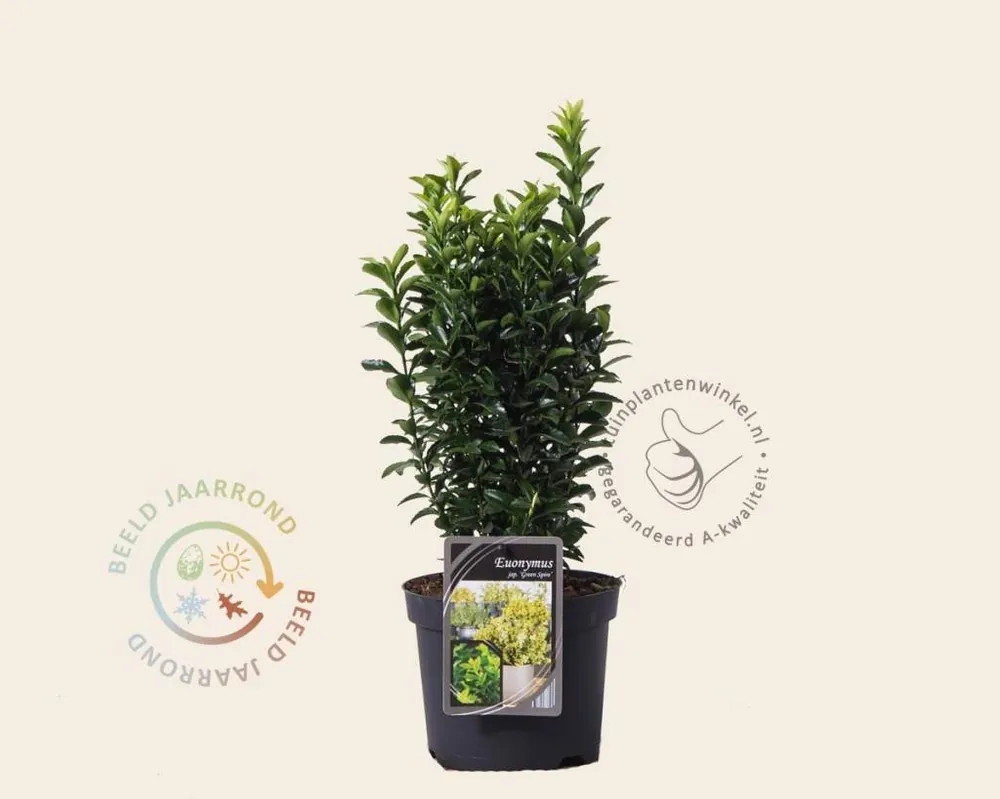 Euonymus japonicus ‘Green Spire‘ | Verlaagde prijs