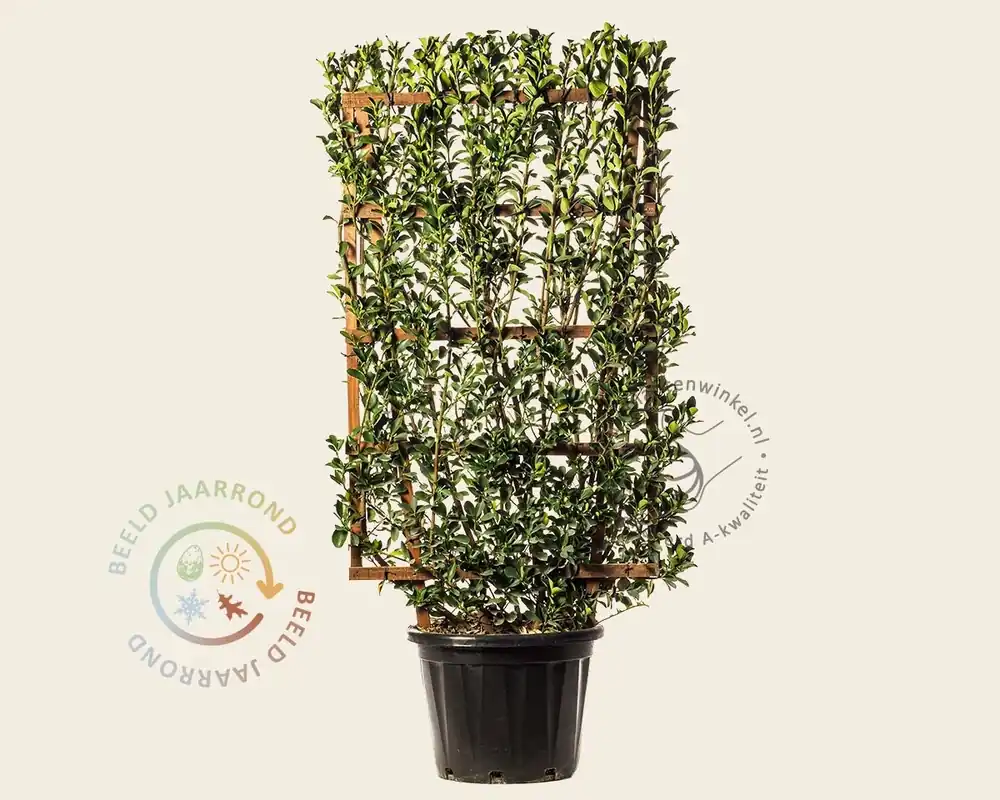 Direct bestellen | Euonymus japonicus - In rek 70x120 cm
