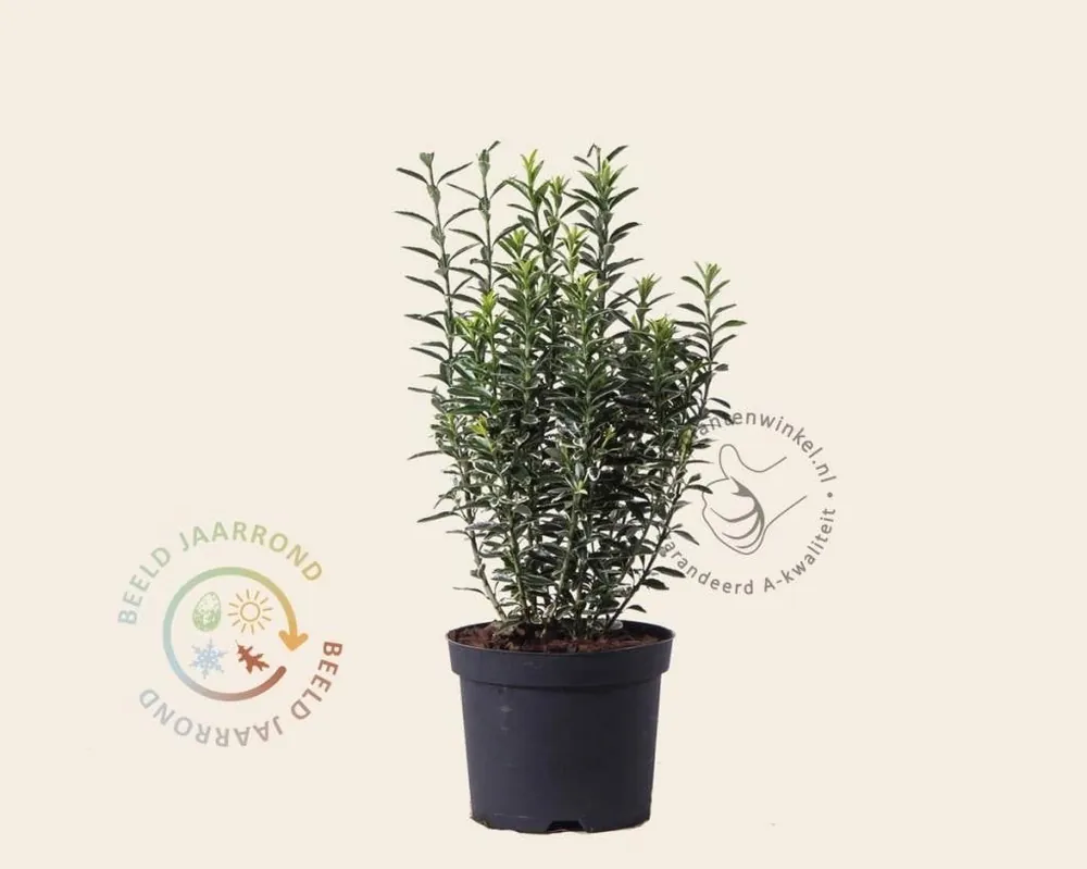 Hoge kwaliteit | Euonymus japonicus ‘Microphyllus Albovariegata‘