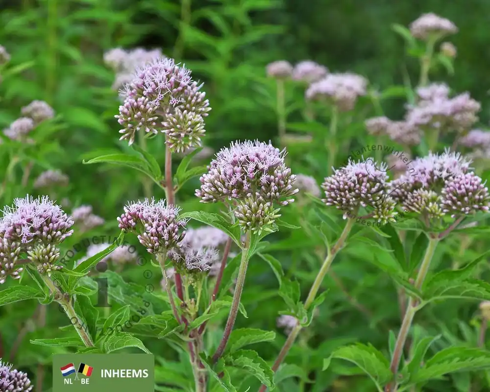 Eupatorium cannabinum | Speciale aanbieding