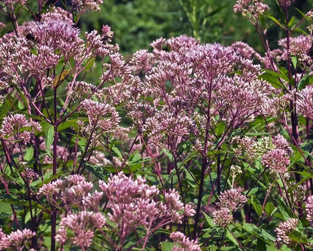 Eupatorium dubium ‘Baby Joe‘ | Veilig betalen