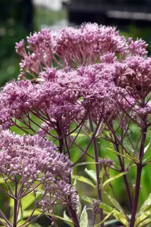 Aanrader - Eupatorium maculatum ‘Atropurpureum‘