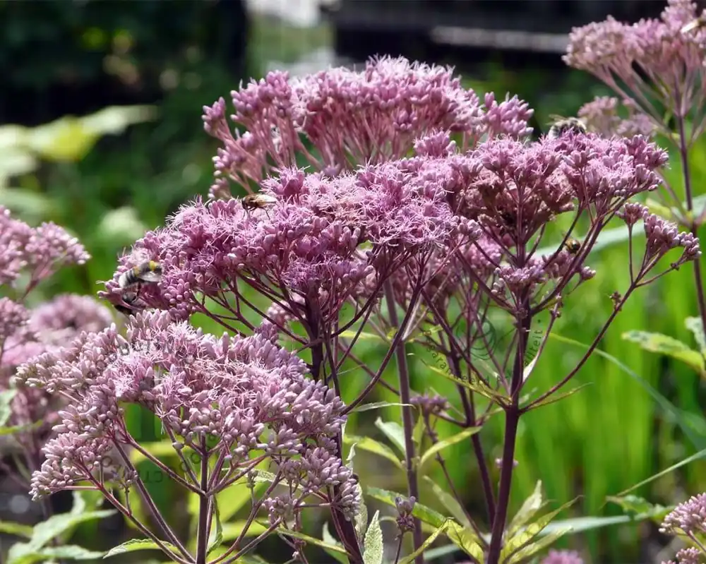 Aanrader - Eupatorium maculatum ‘Atropurpureum‘