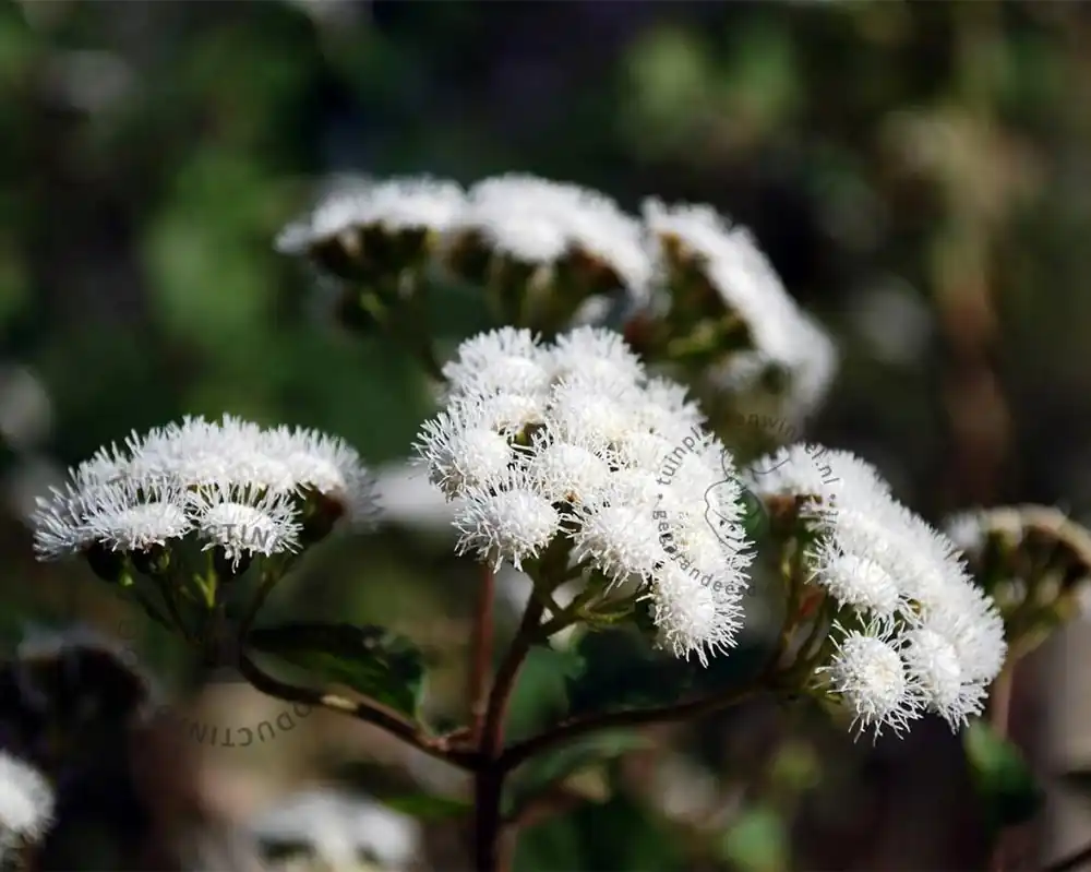 Nu kopen | Eupatorium rugosum ‘Chocolate‘