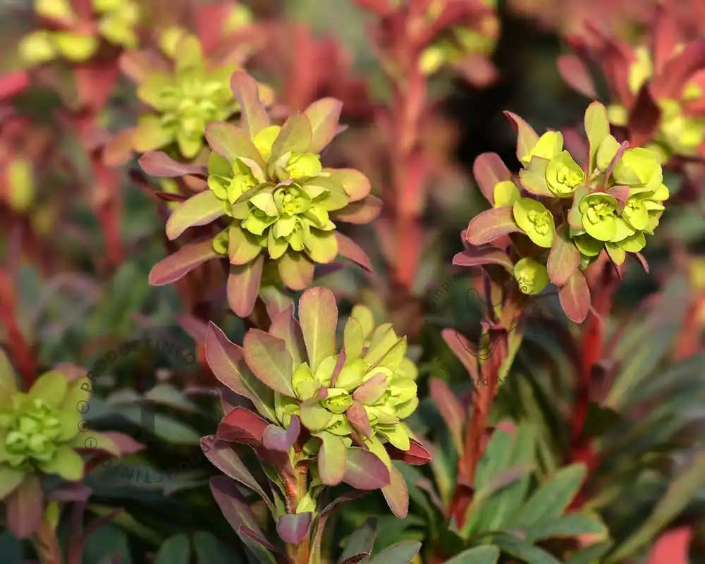 Veilig winkelen | Euphorbia amygdaloides ‘Purpurea‘