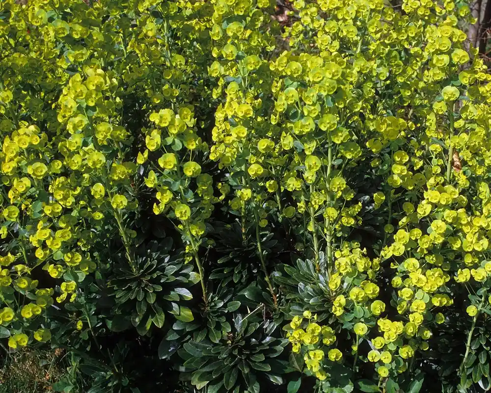 Euphorbia amygdaloides var robbiae - Goed beoordeeld