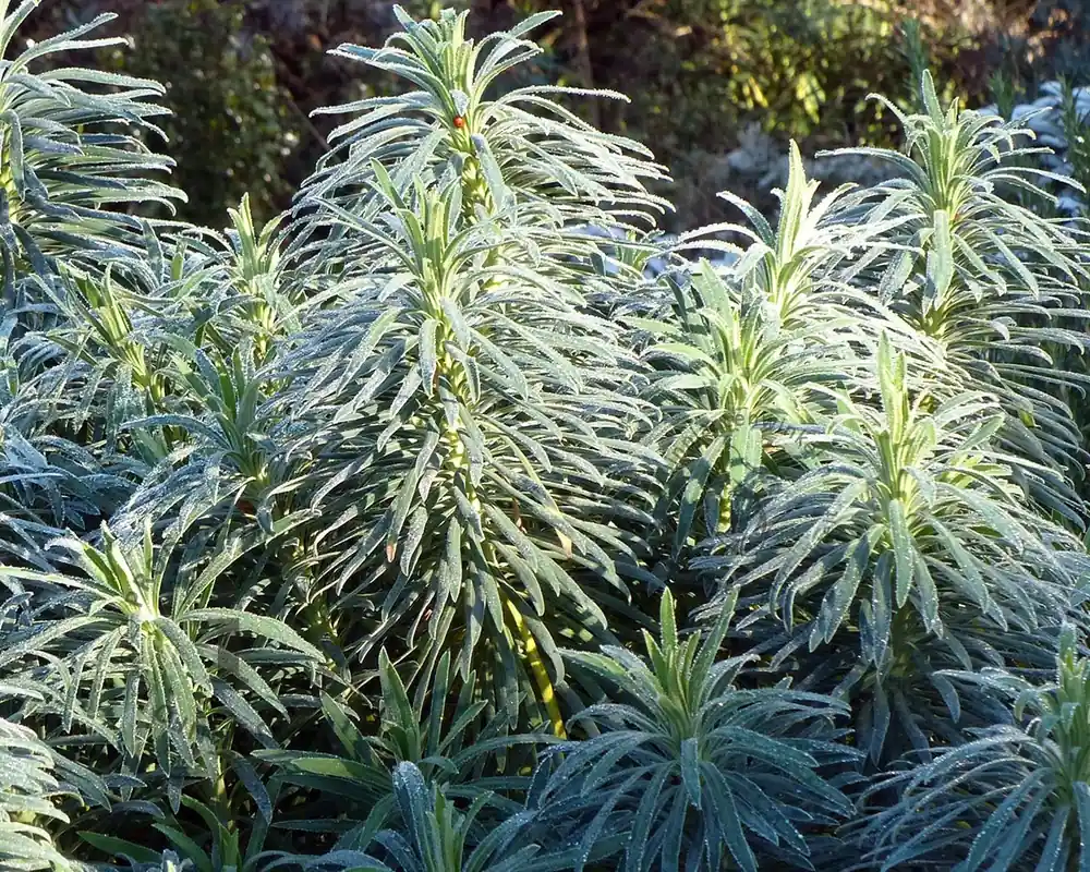 Euphorbia characias ssp. wulfenii | Scherpe prijs