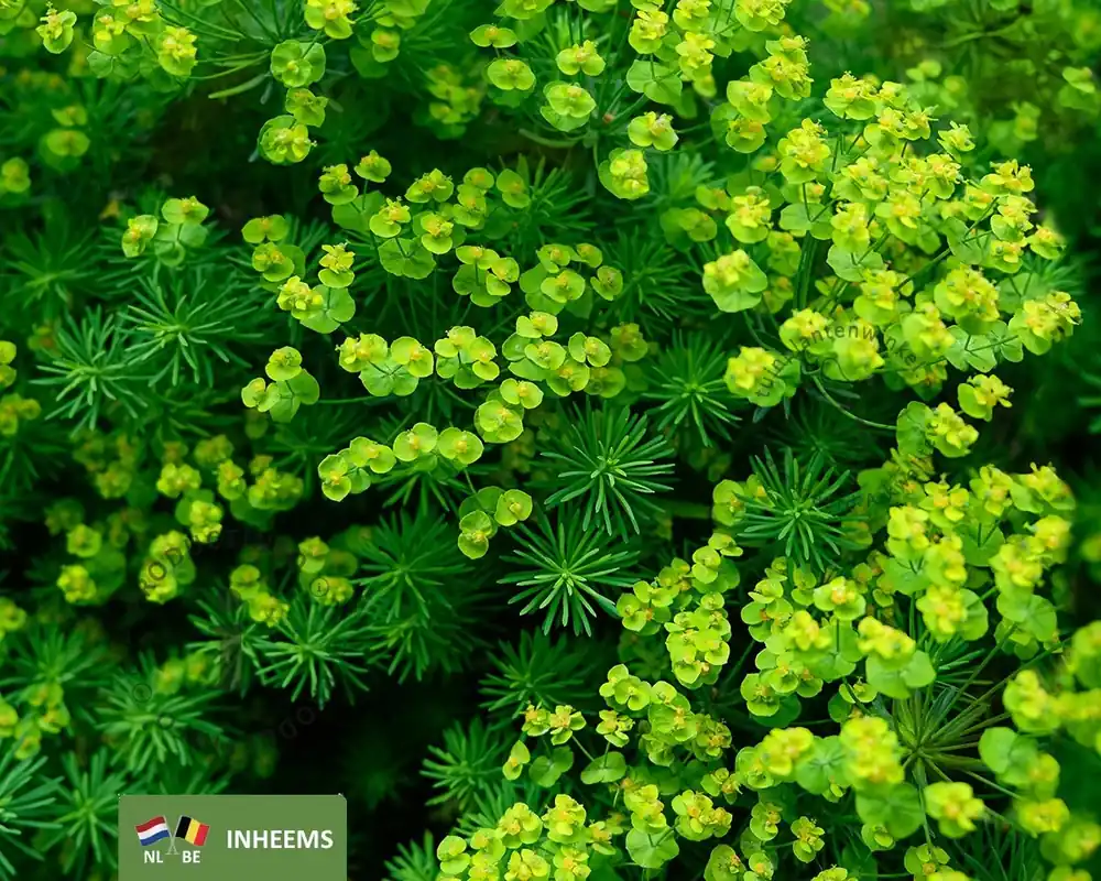 Nog maar enkele beschikbaar | Euphorbia cyparissias