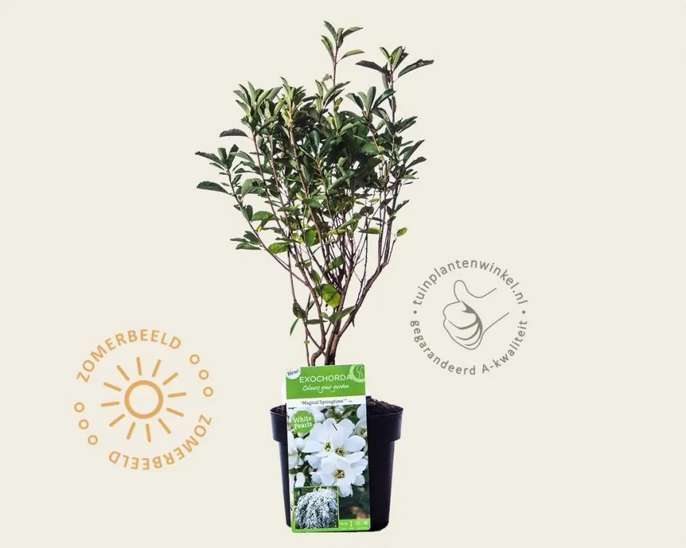Exochorda ‘Kolmaspirit Magical Springtime‘ - Alleen deze week