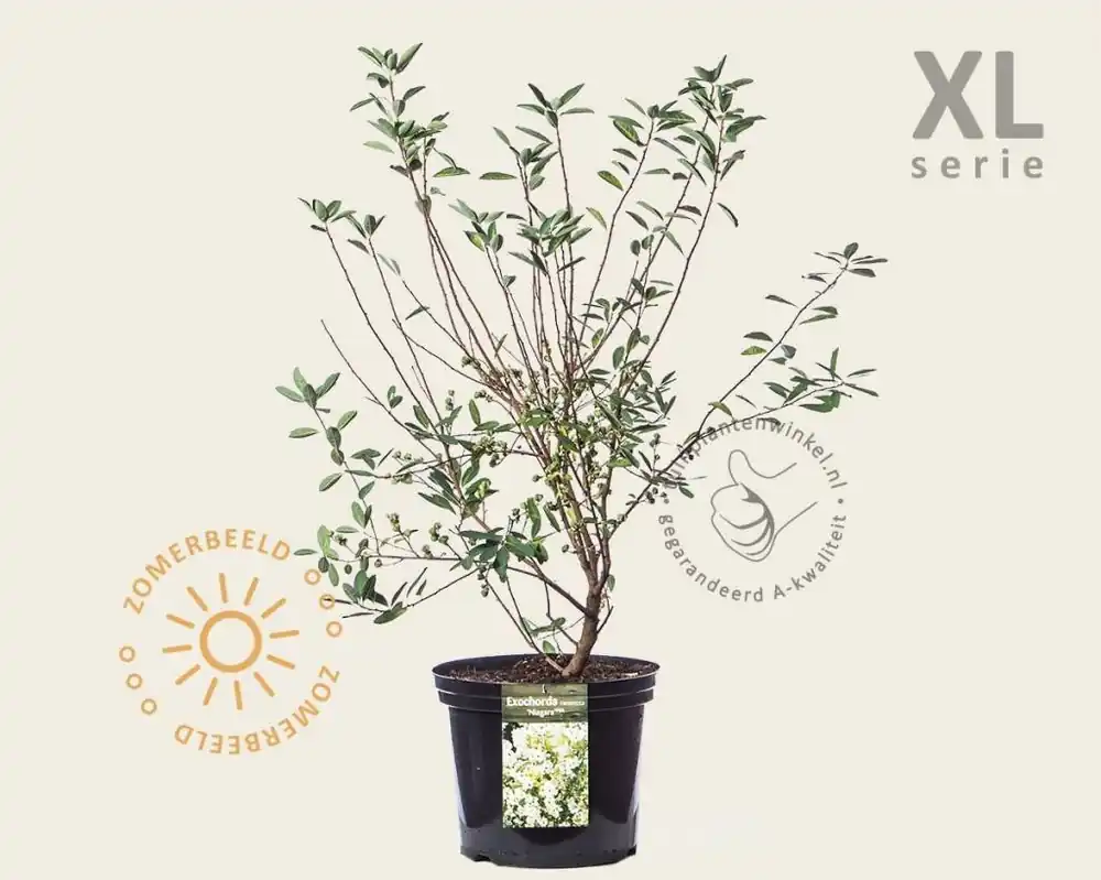 Nieuw binnengekomen - Exochorda racemosa ‘Niagara‘ - XL