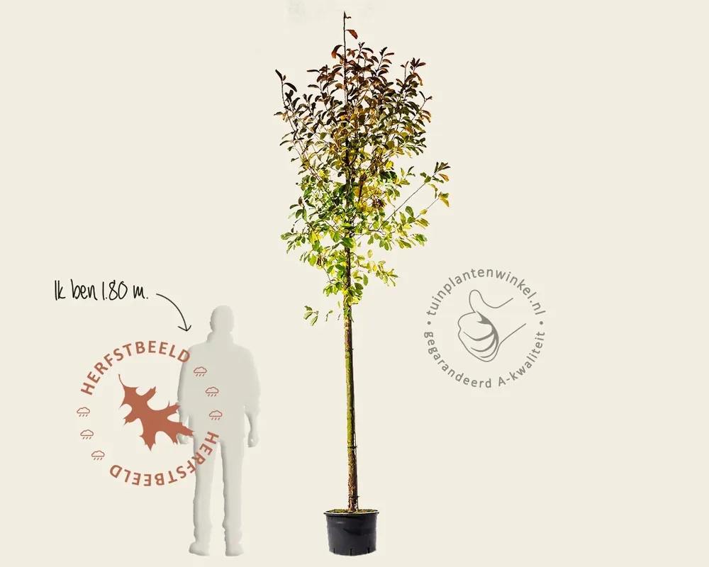 Veilig betalen - Exochorda serratifolia ‘Snow White‘ - hoogstam