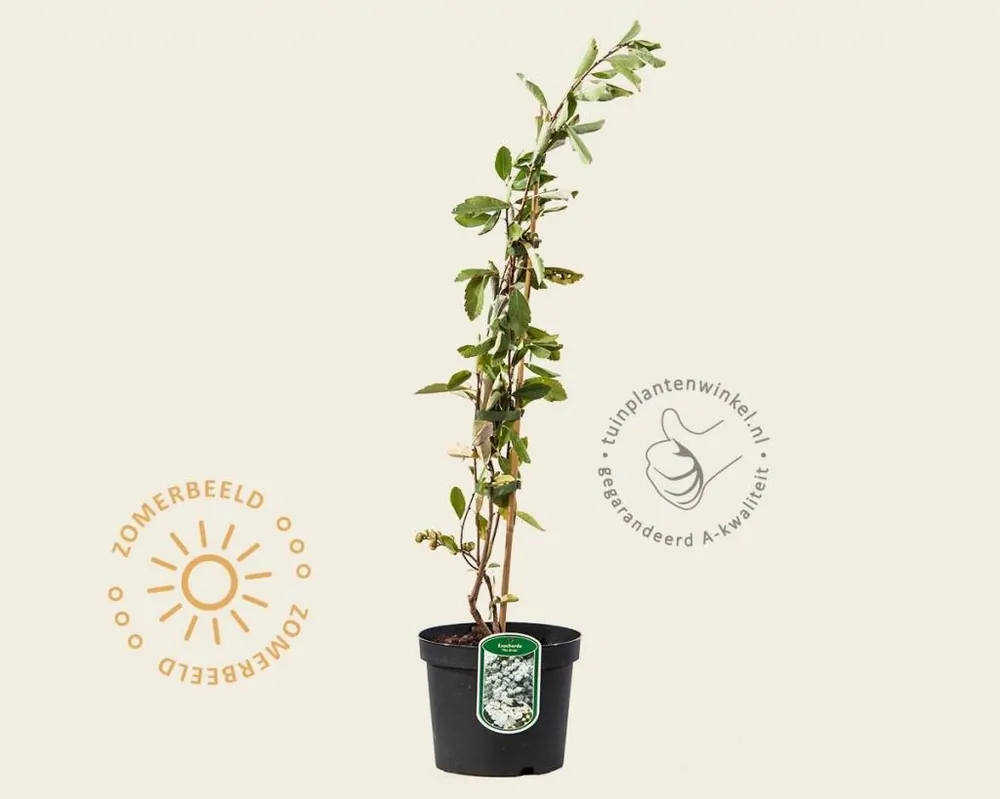 Exochorda x macrantha ‘The Bride‘ - Bespaar nu