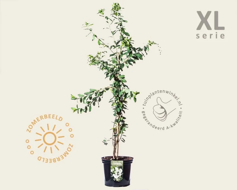 Exochorda x macrantha ‘The Bride‘ - XL - Goed beoordeeld