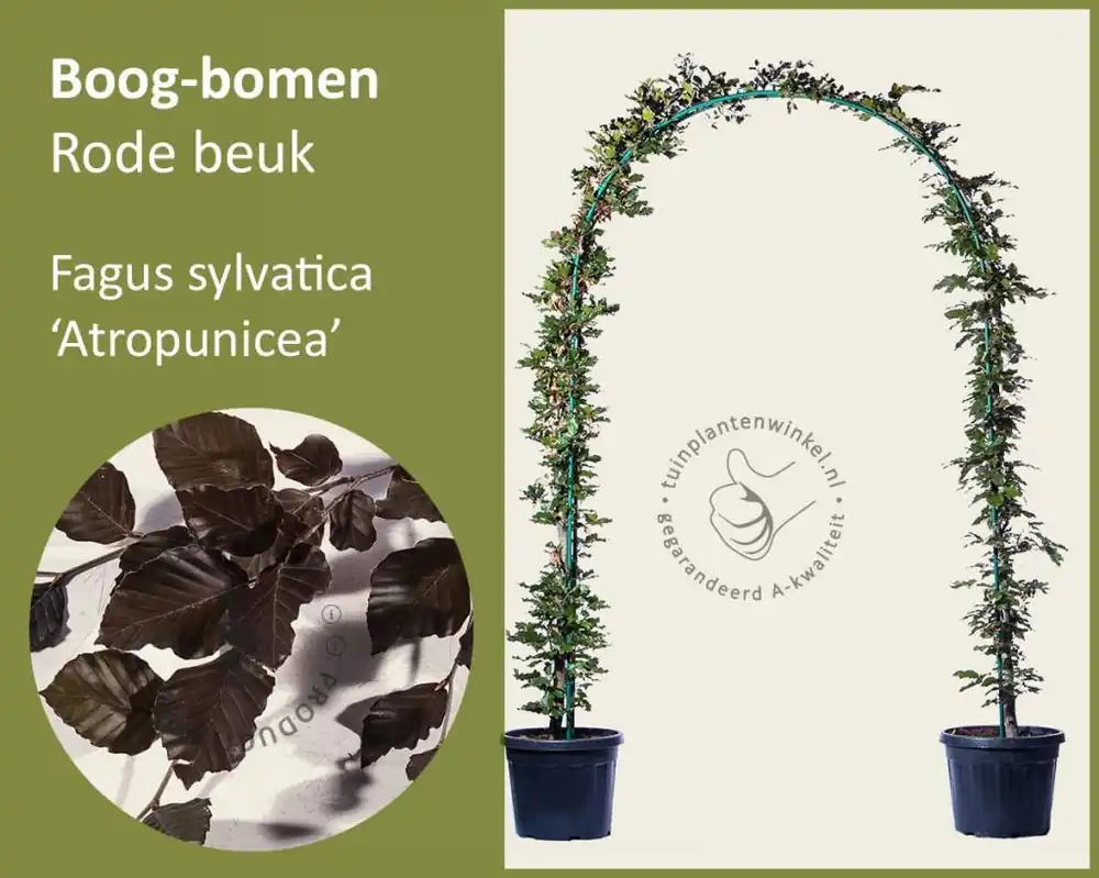 Direct bestellen - Fagus sylvatica ‘Atropunicea‘ - Boogvorm set