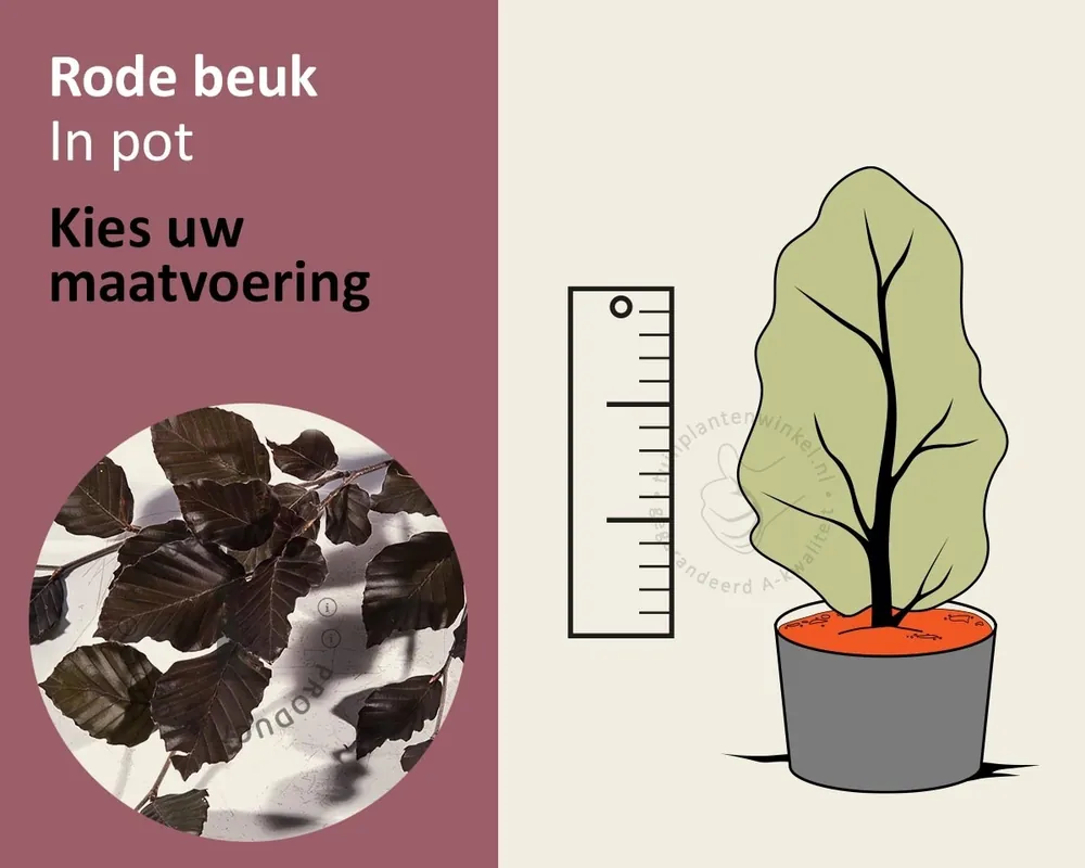 Fagus sylvatica ‘Atropunicea‘ (Rode Beuk) - in pot | Aanbieding loopt bijna af