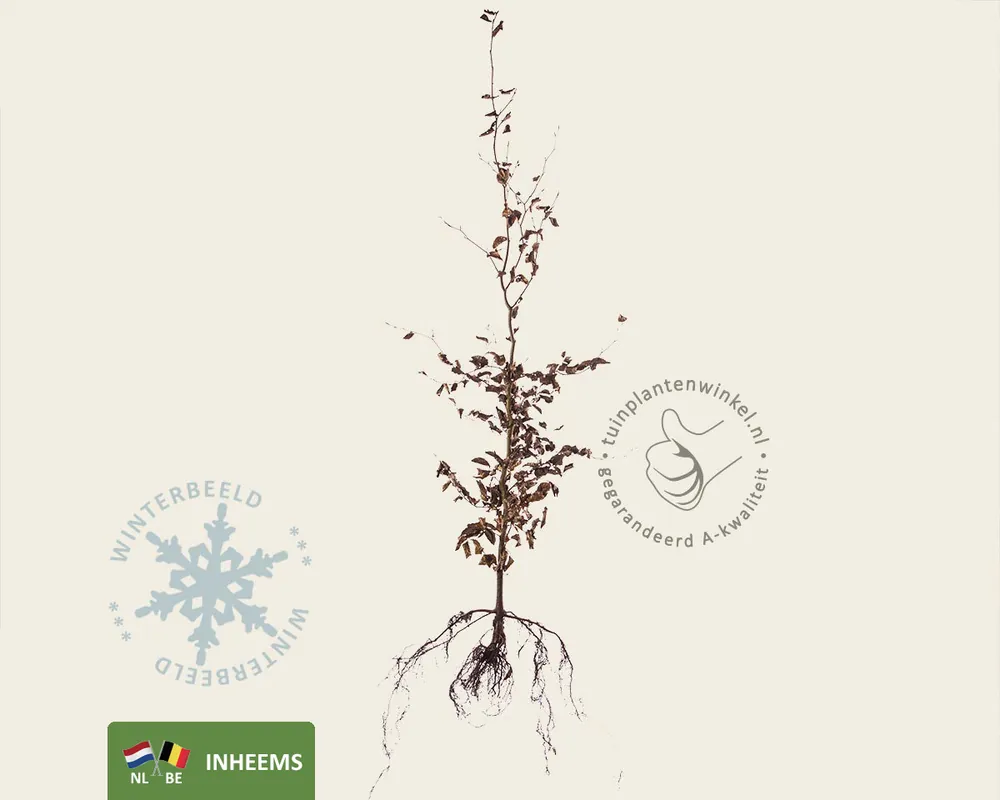 Nieuw in de shop - Fagus sylvatica (Groene Beuk) - blote wortel