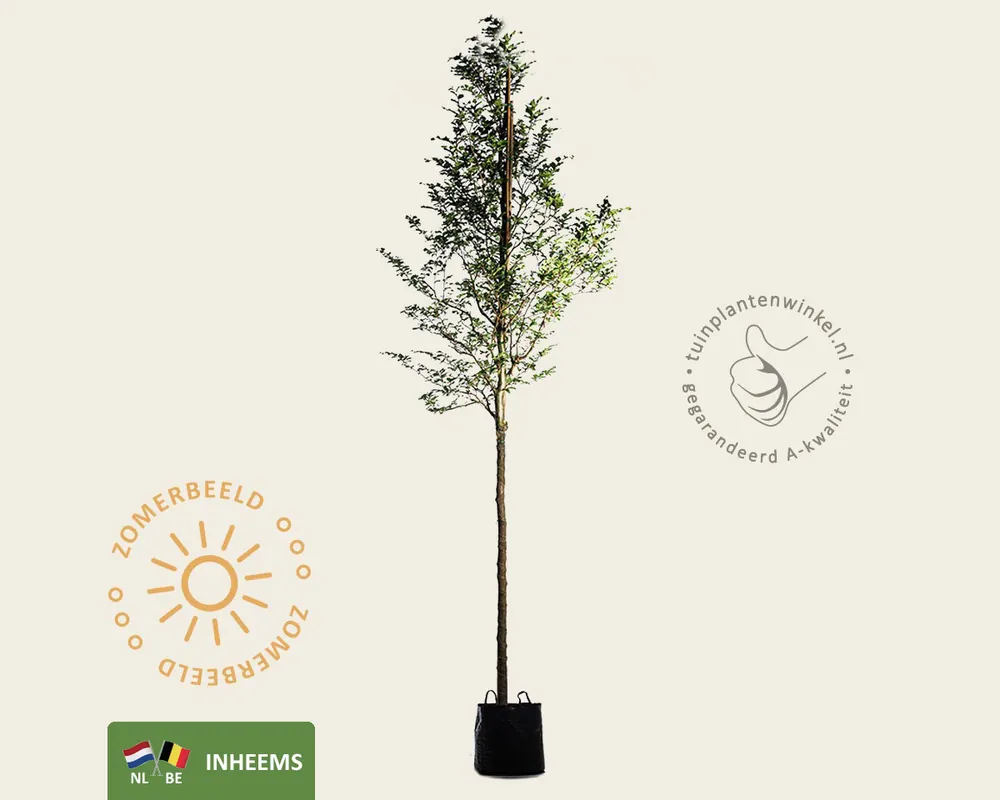 Fagus sylvatica - hoogstam - Fabrieksprijs