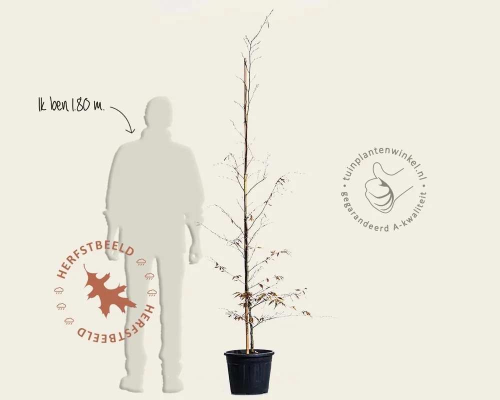 Fagus sylvatica ‘Midnight Feather‘ - beveerd - Nog maar een paar beschikbaar