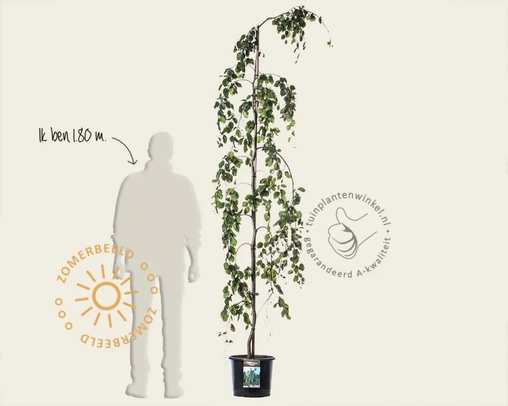 Fagus sylvatica ‘Pendula‘ | Nieuw gelanceerd