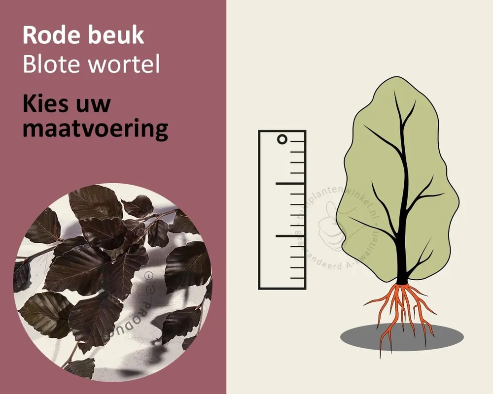 Actie | Fagus sylvatica ‘Atropunicea‘ (Rode Beuk) - blote wortel