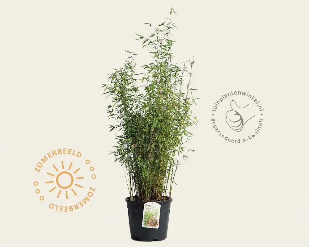 Voordelig | Fargesia ‘Red Dragon‘