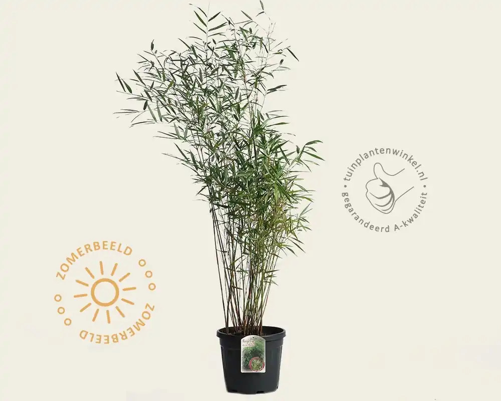 Fargesia scabrida ‘Asian Wonder‘ - Beste prijs