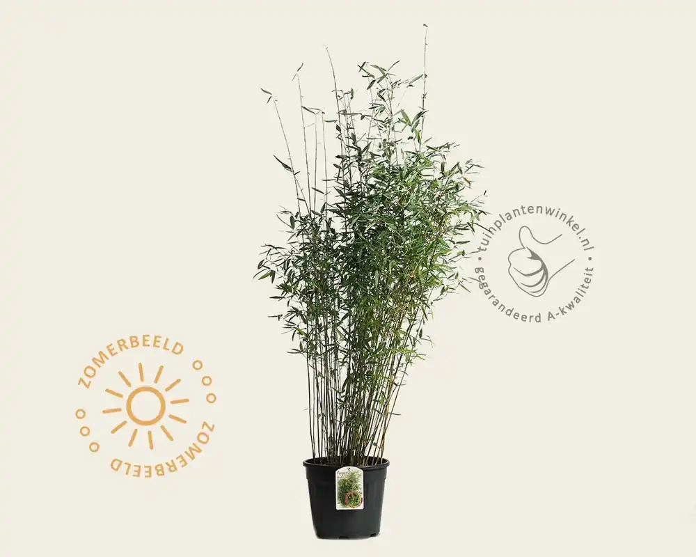 Fargesia ‘Winter Joy‘ - Topprijs