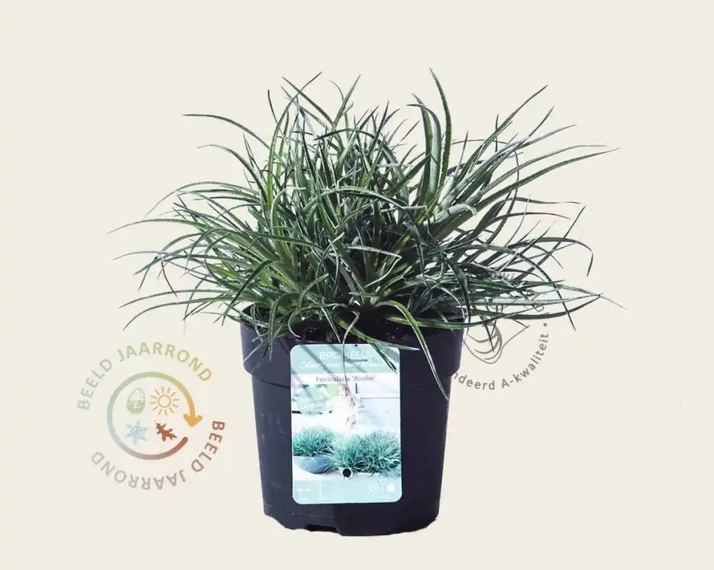 Direct leverbaar - Fascicularia bicolor
