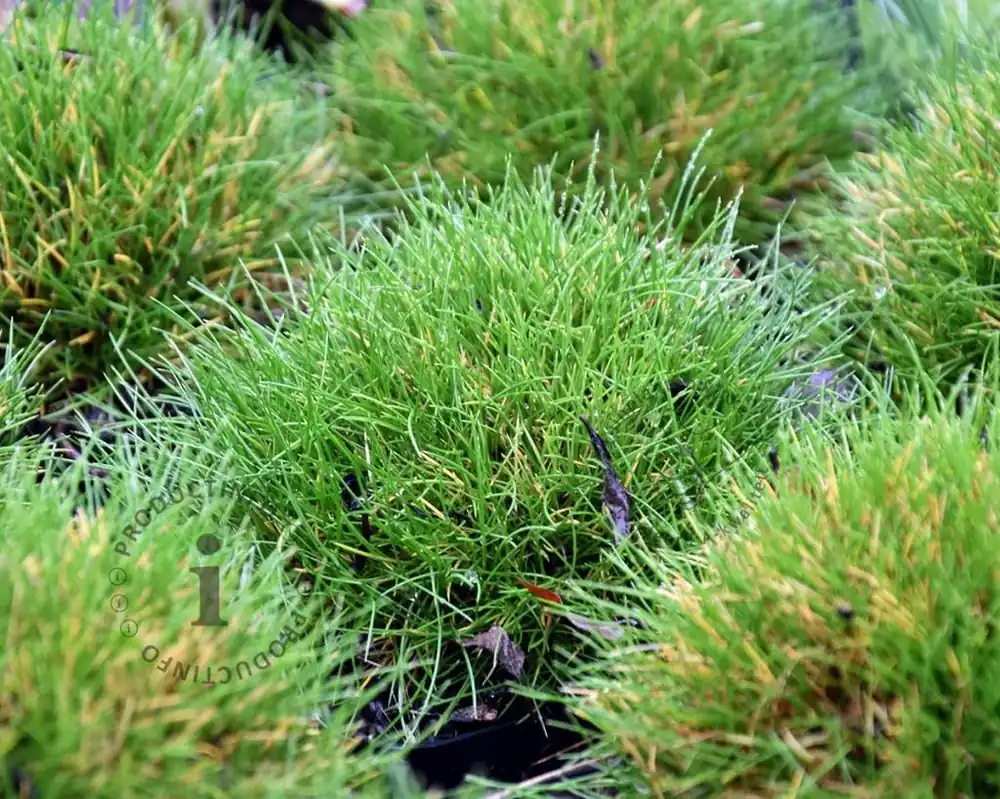 Festuca gautieri | Direct bestellen
