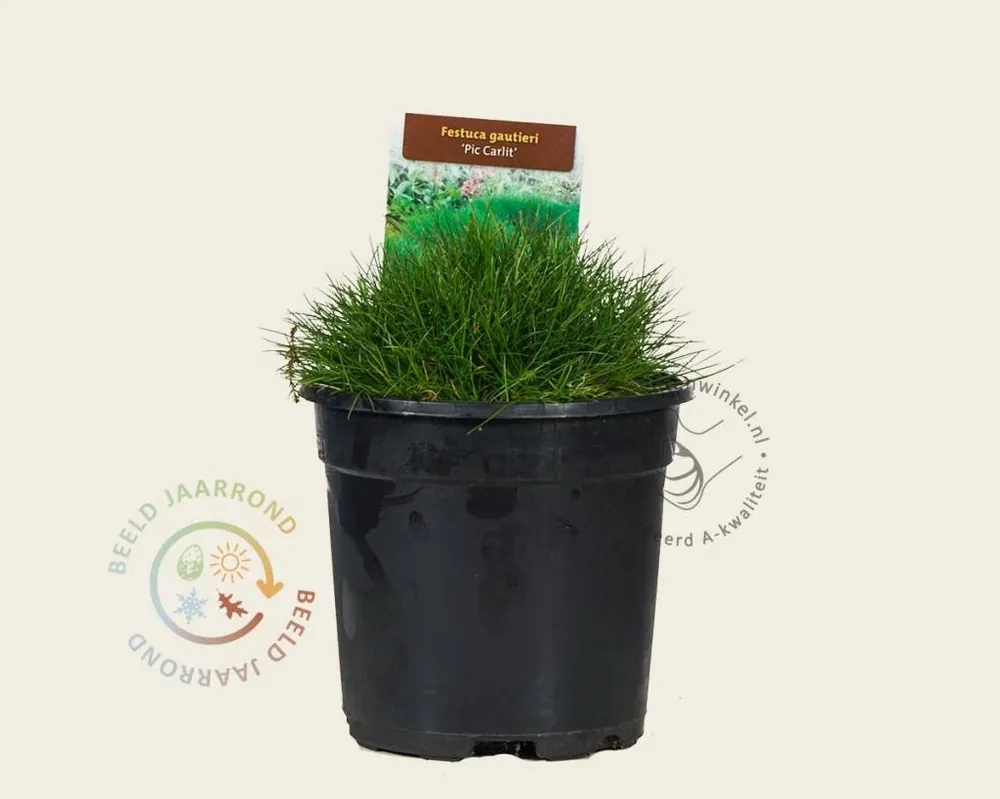 Uitverkoop | Festuca gautieri ‘Pic Carlit‘