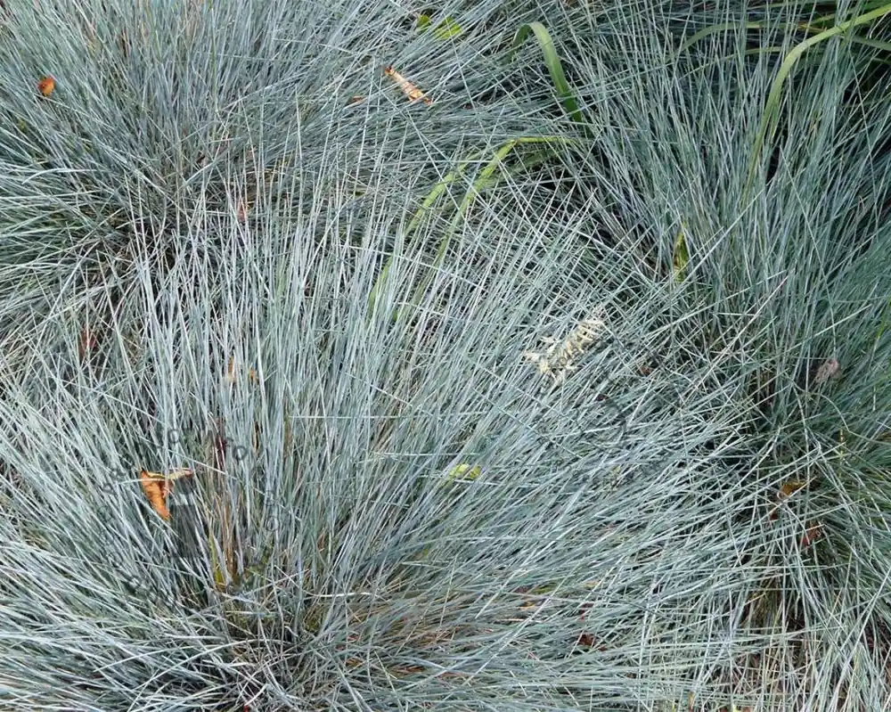 Festuca glauca | Topkwaliteit