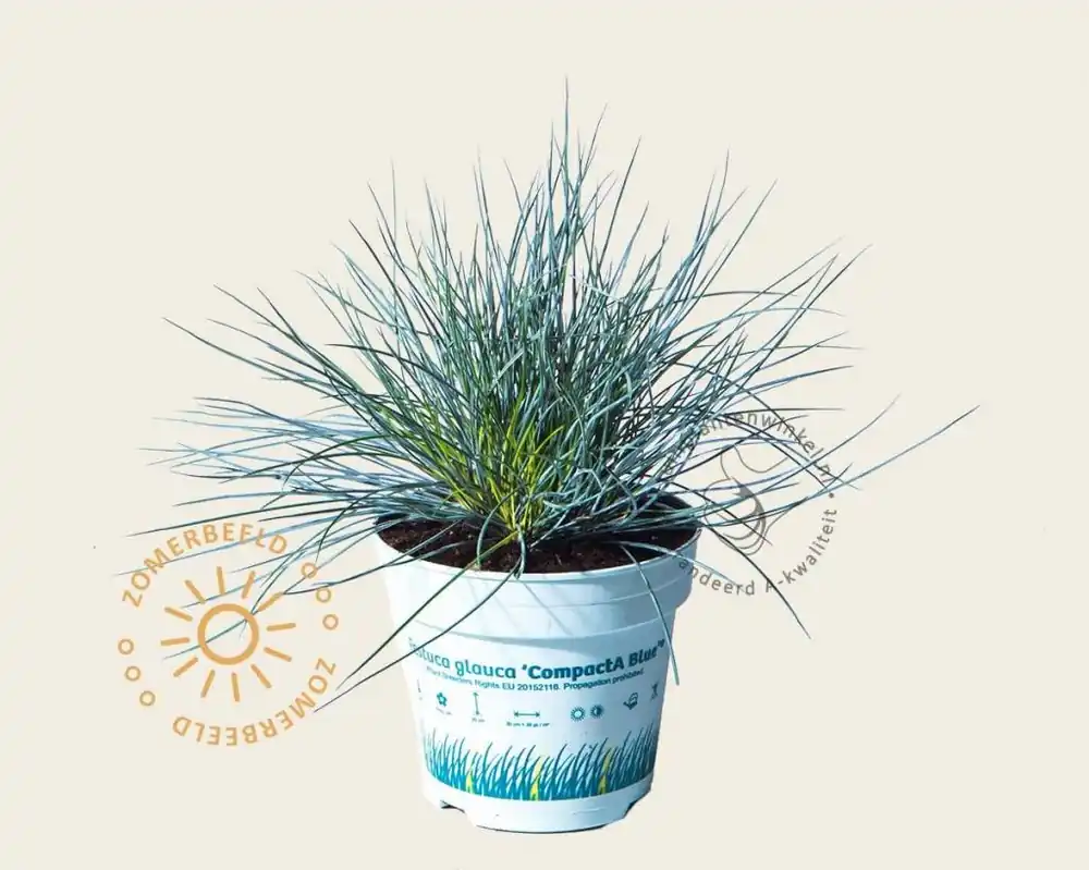 Festuca glauca ‘Compacta Blue‘ | Sale