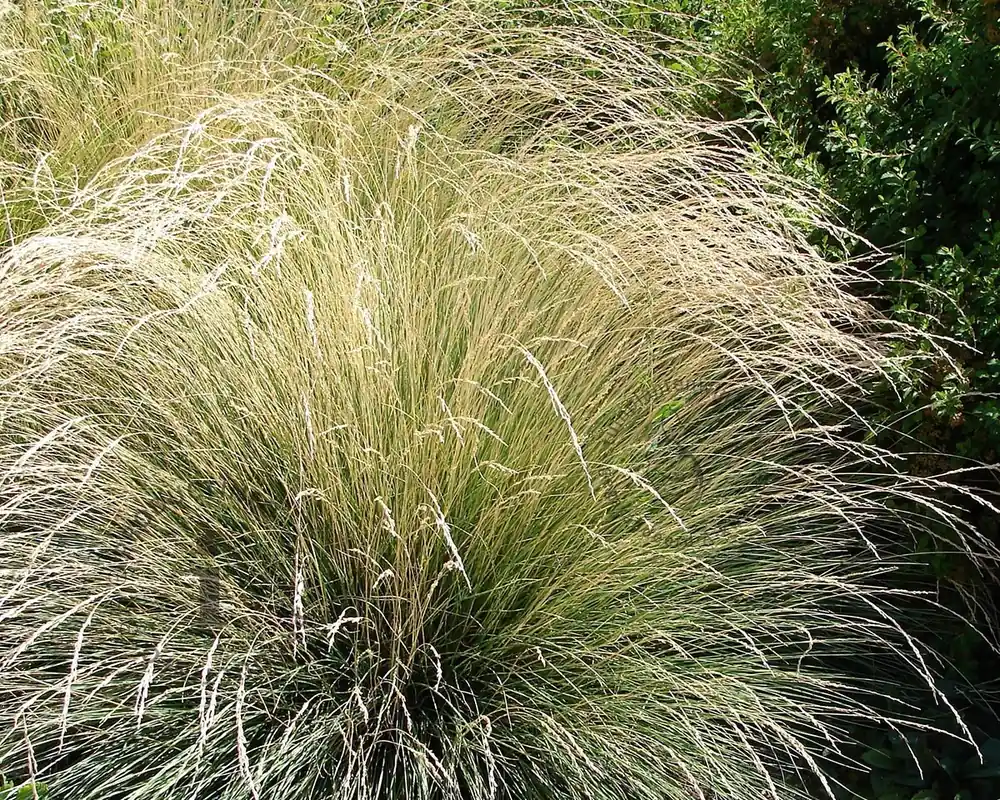 Festuca mairei | Veel gekozen