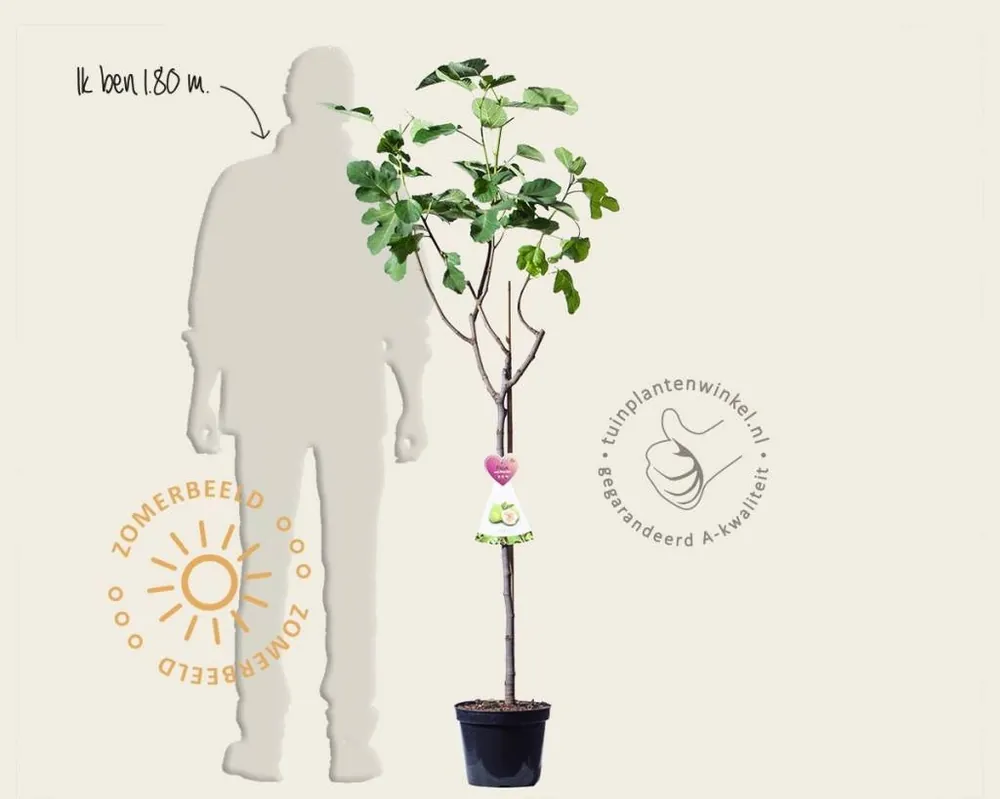 Ficus carica ‘Blanca Gota‘ - halfstam | Nieuw product