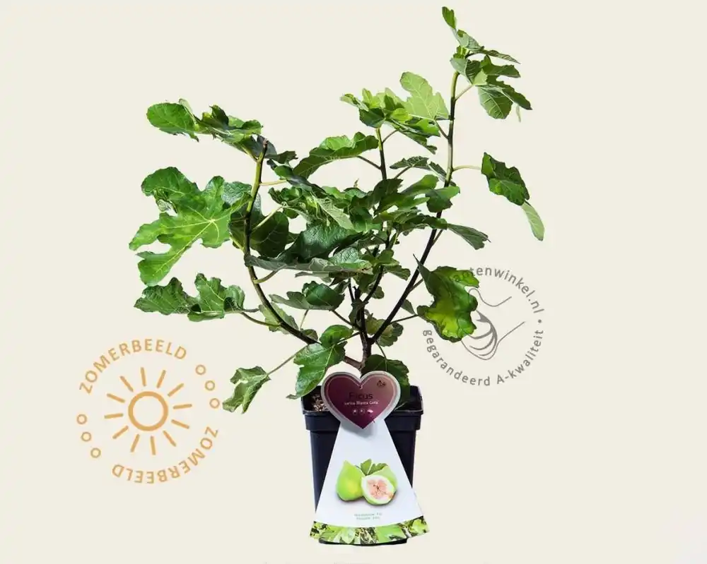 Net gelanceerd | Ficus carica ‘Blanca Gota‘ - struik