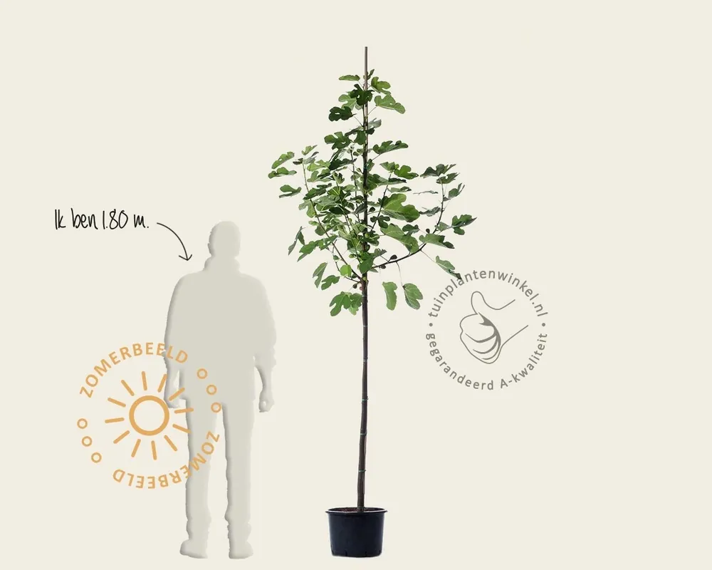 Ficus carica ‘Bornholms Diamant‘ - hoogstam | Populair
