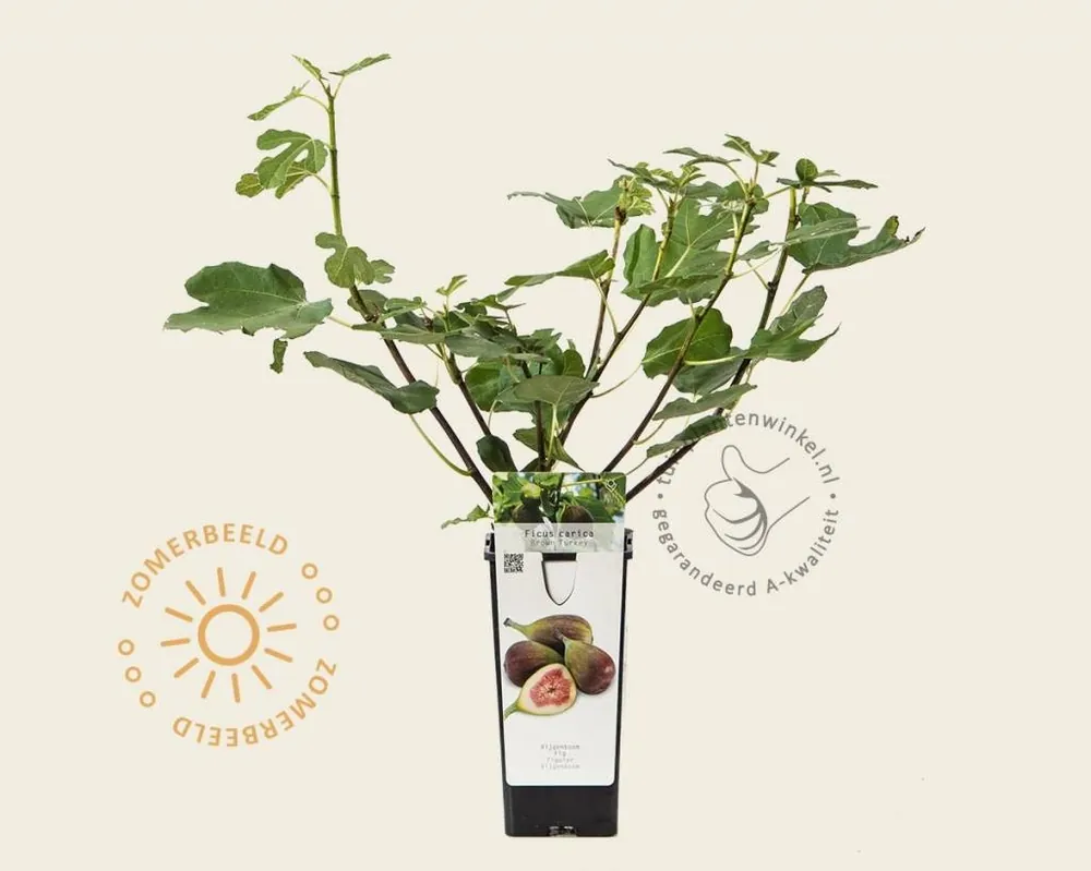 Ficus carica ‘Brown Turkey‘ - Gratis retourneren