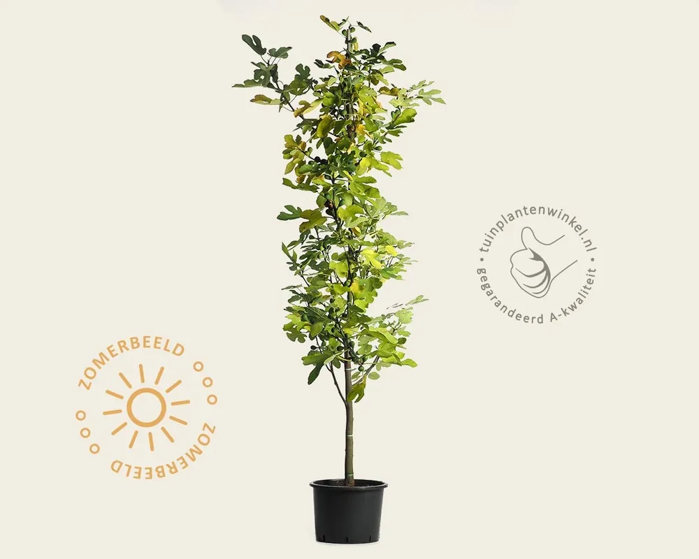 Topproduct - Ficus carica ‘Brown Turkey‘ - boomvorm