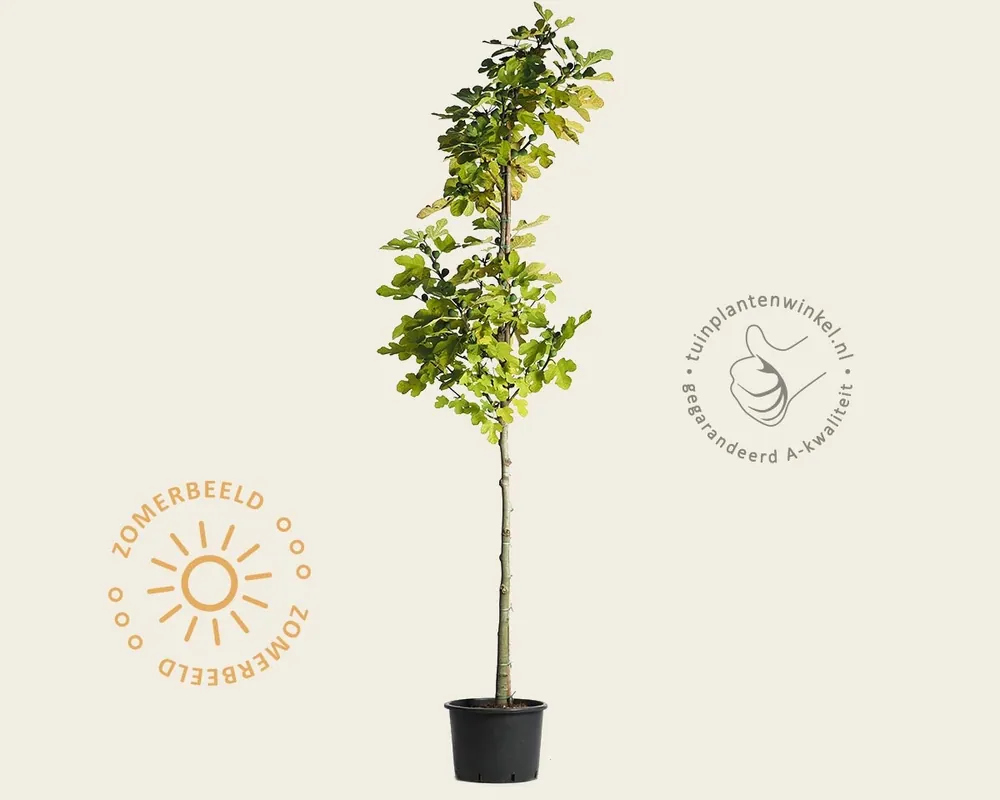 Ficus carica ‘Brown Turkey‘ - hoogstam - Korting